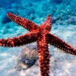 starfish in bright blue sea