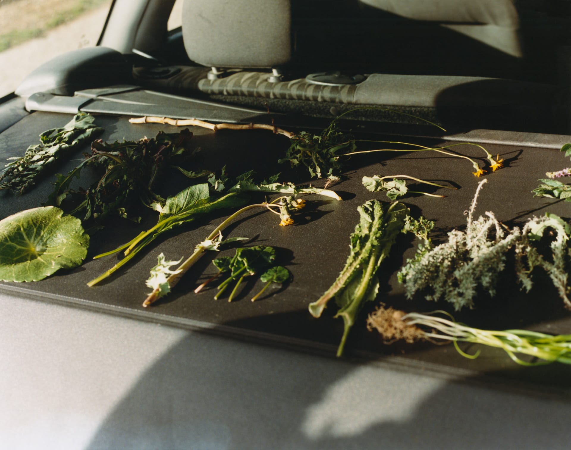 herbs and plants you can eat displayed on a table