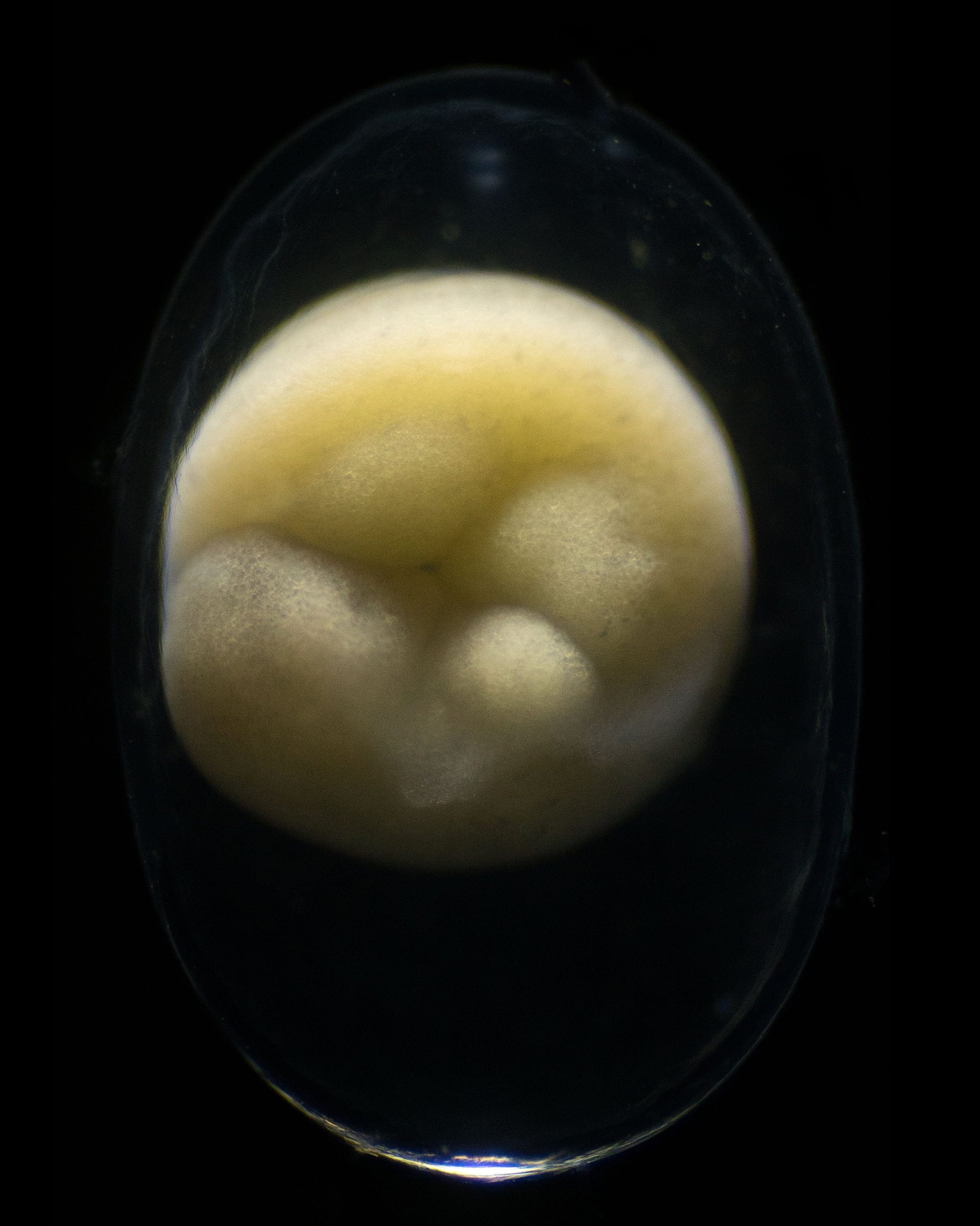 video of cell division mitosis