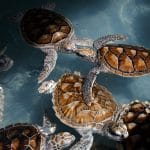 Image of beautiful sea turtles