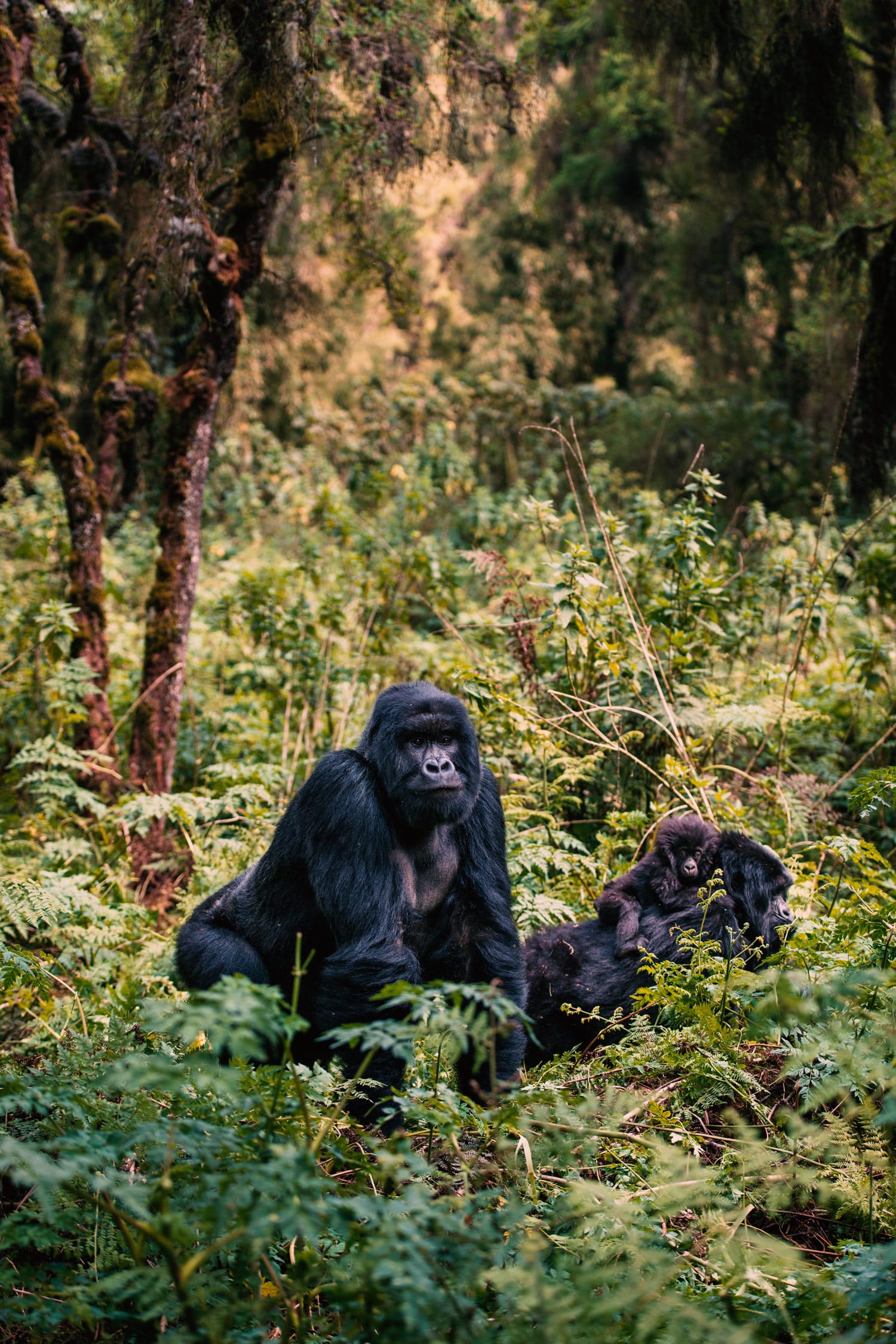 Two gorillas sitting in the jungle. Tehanu