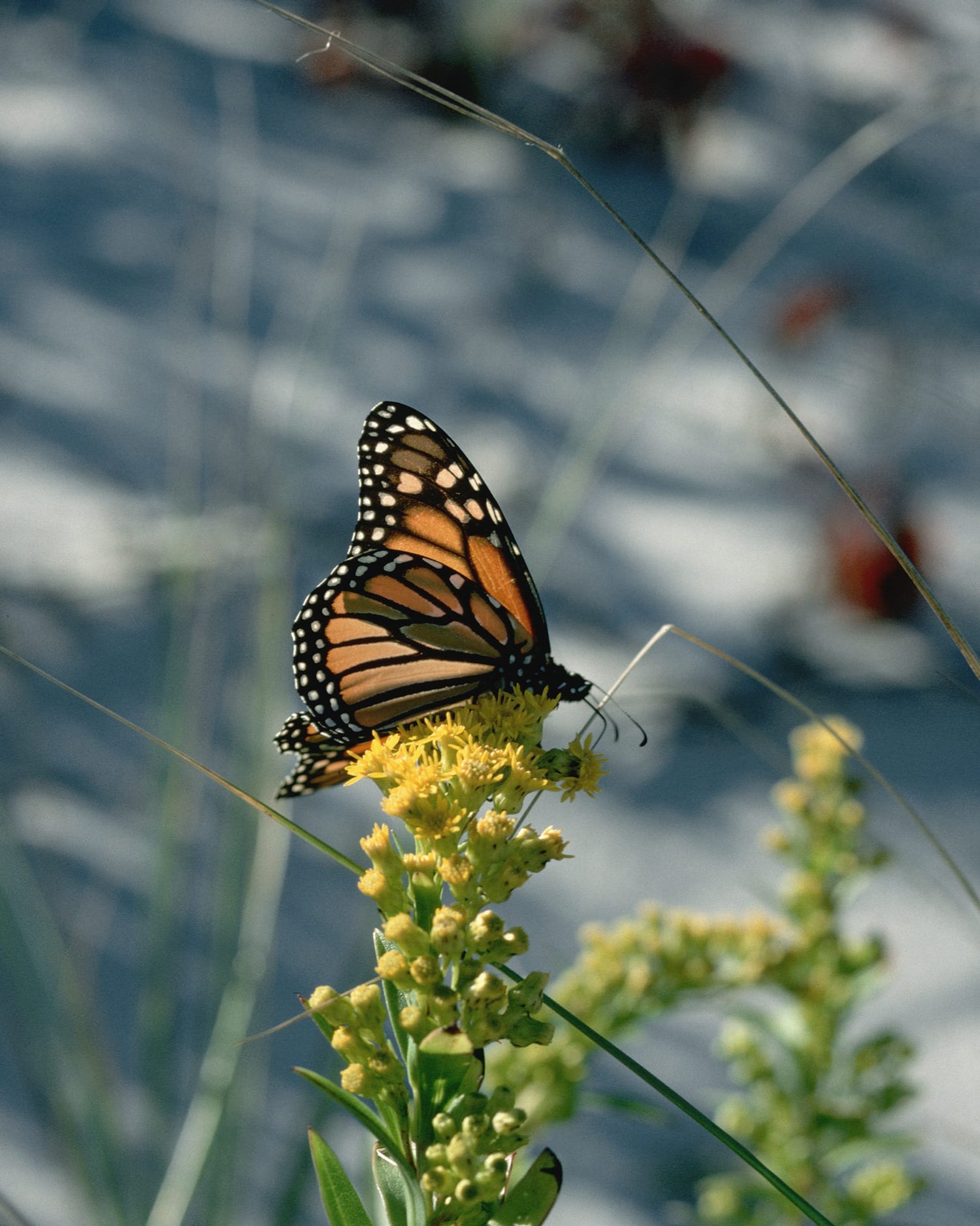 A monarch butterfly sitting on yellow milkweed