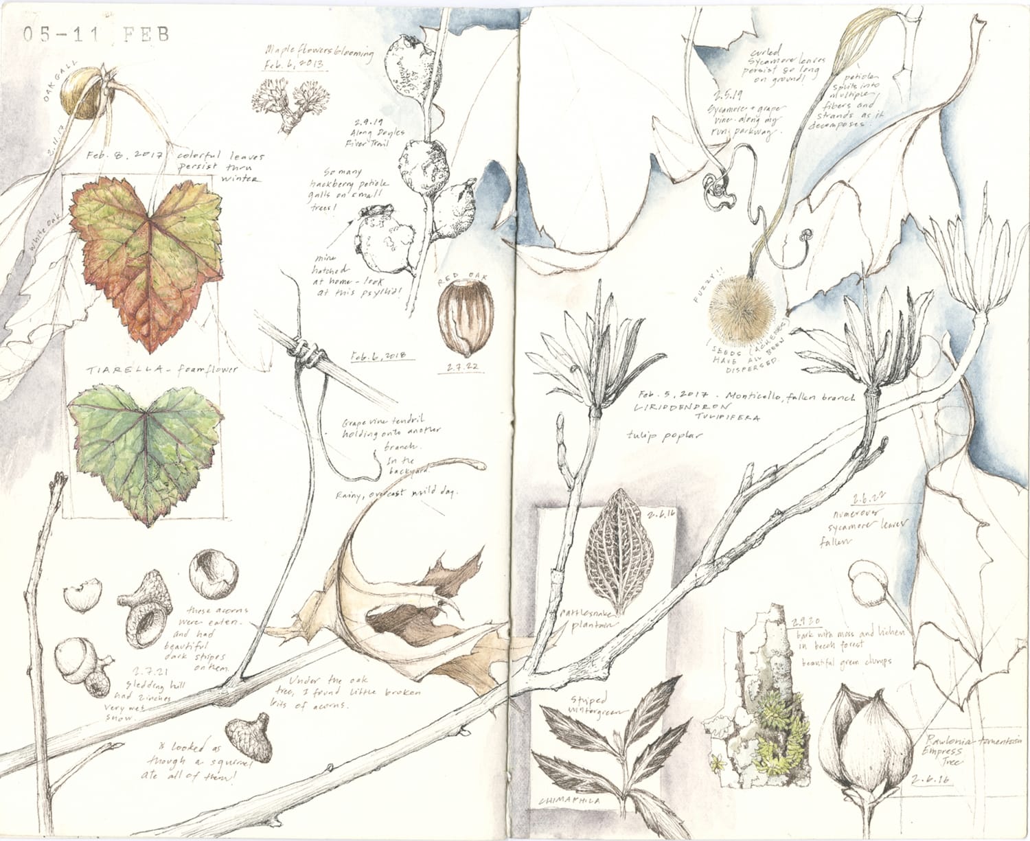 Example of what a page in Lara's nature journaling notebook looks like.