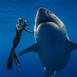 ocean ramsey with a big shark whisperer