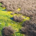 Marshes by Madeline Cass