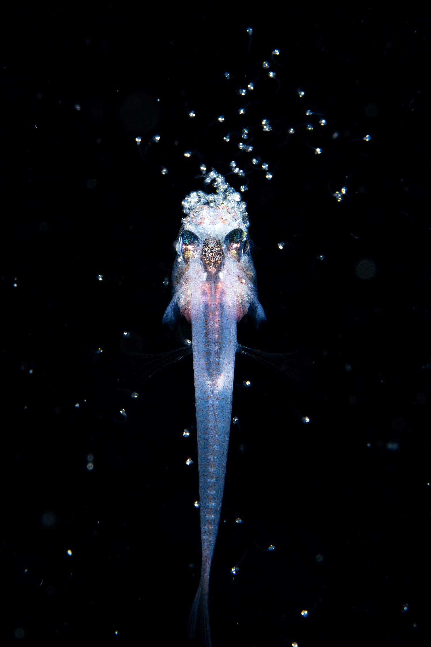 A cardinal fish spawning at night