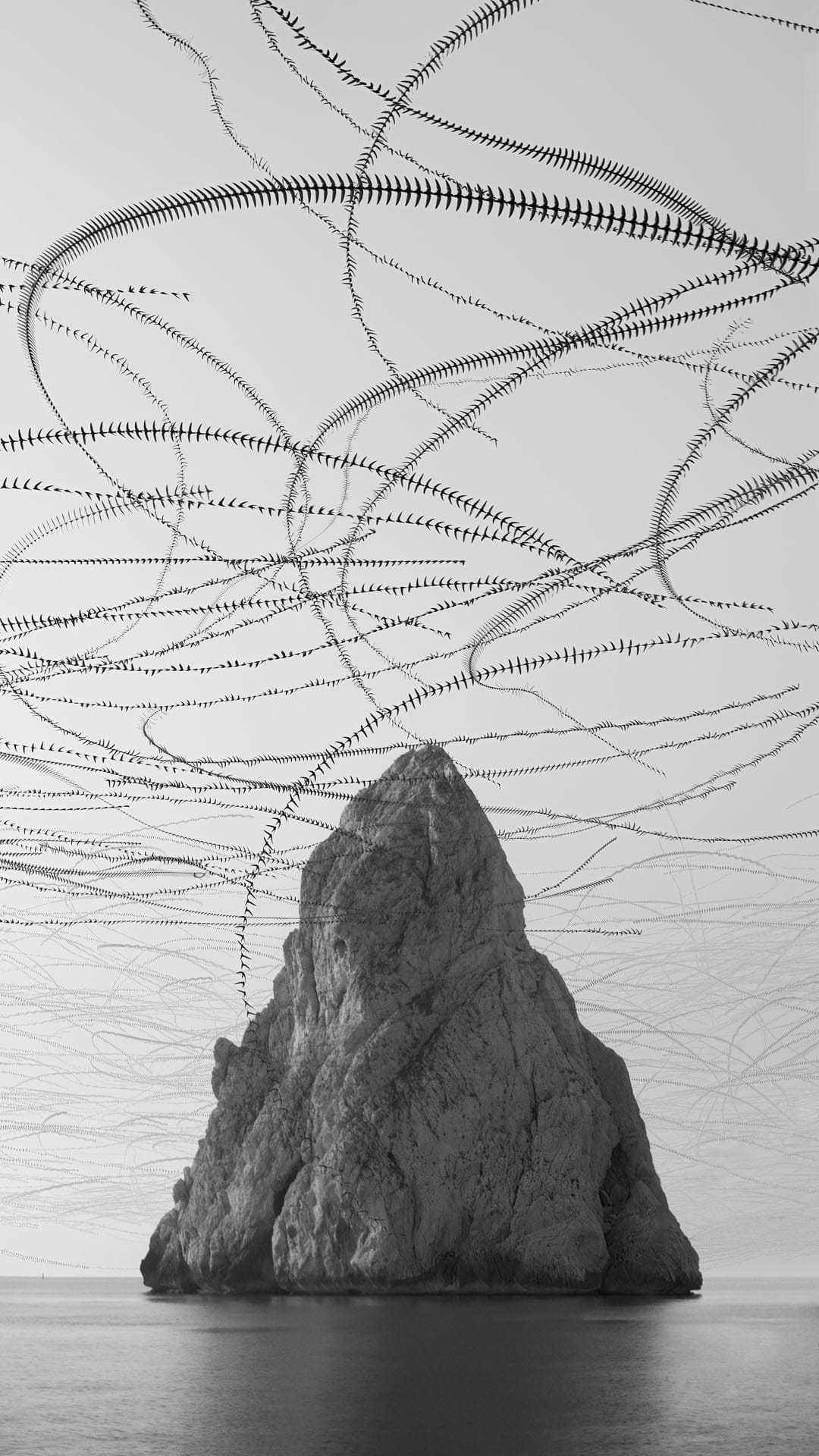 bird patterns sky ornithography xavi bou bird photography