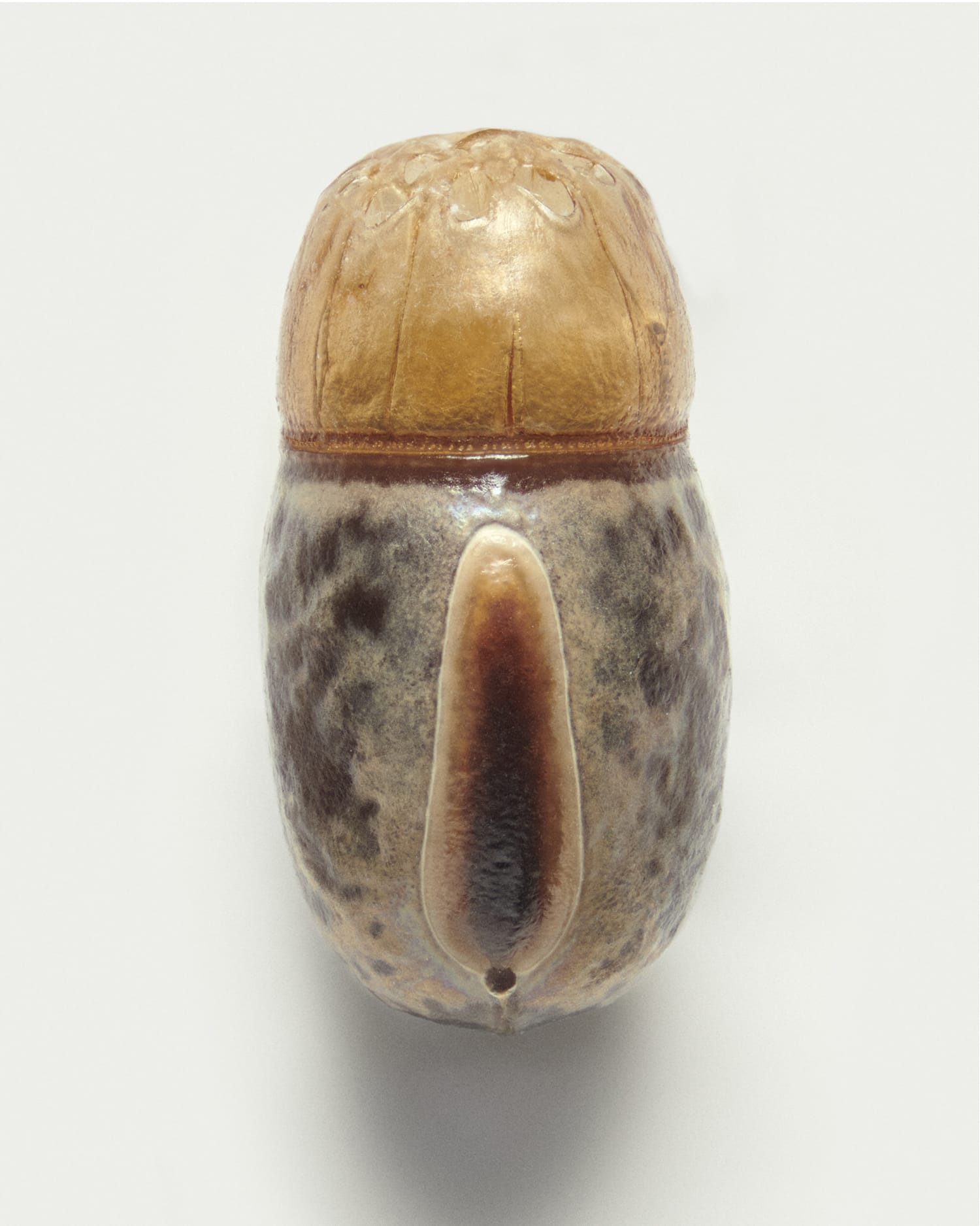 Levon Biss' photographs phasmid eggs