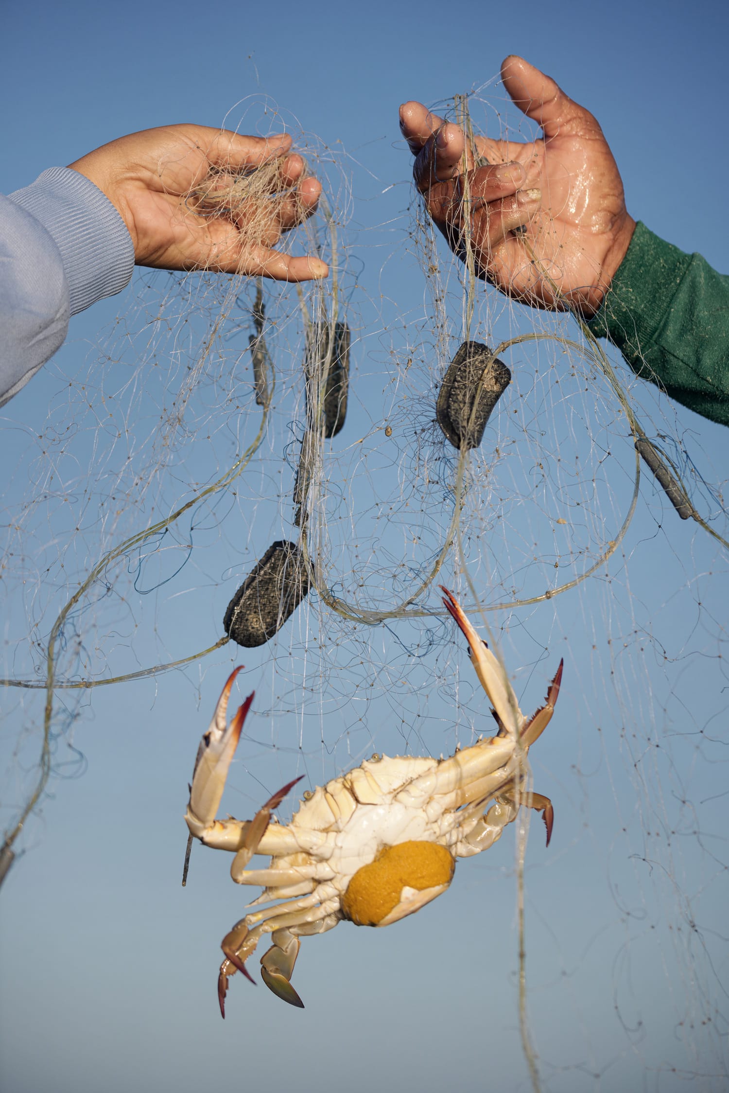 A crab caught in a fishing net held up by two hands