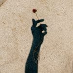 Photograph of a flower lying on a rock in harsh sunlight, with the shadow of a person's hand cast over it, so it looks as if the shadow of the hand is holding the flower.