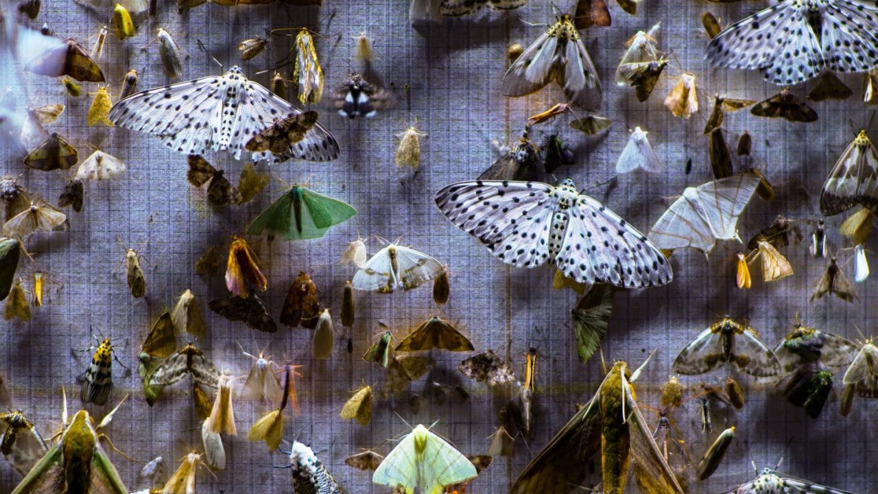 One of the nature documentaries focusing on insects specifically moths.