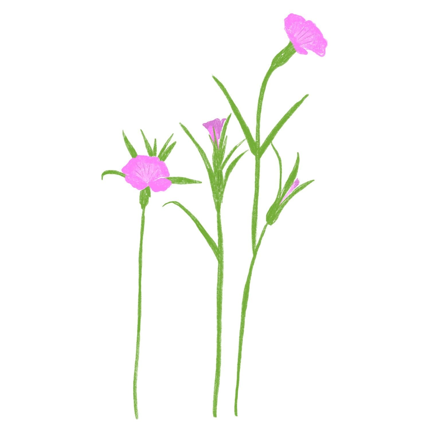 flowers illustration guerrilla garden