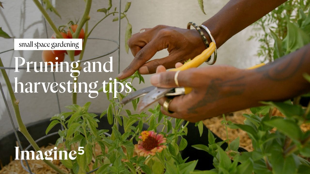 Small space gardening