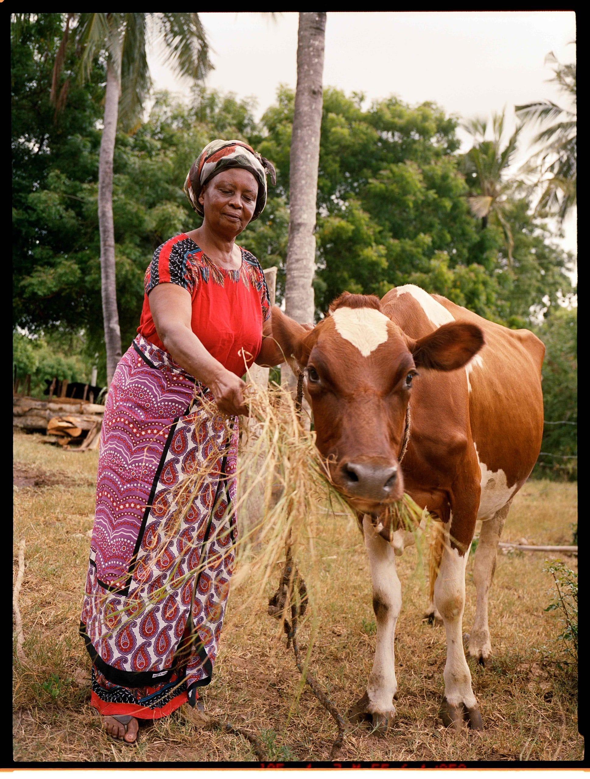 Kenyan woman and Cow